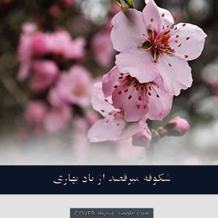 شکوفه میرقصد از باد بهاری